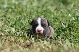 AMSTAFF  PUPPIES 222